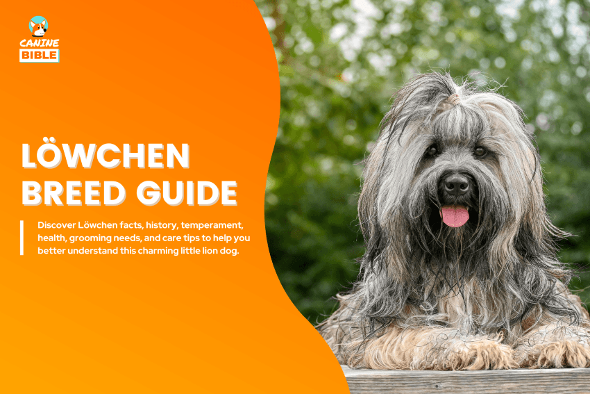 Löwchen dog