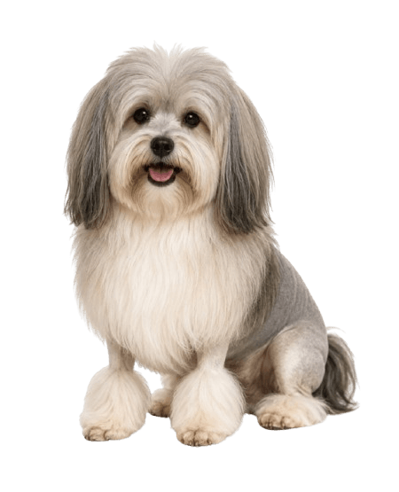 Löwchen Dog Portrait