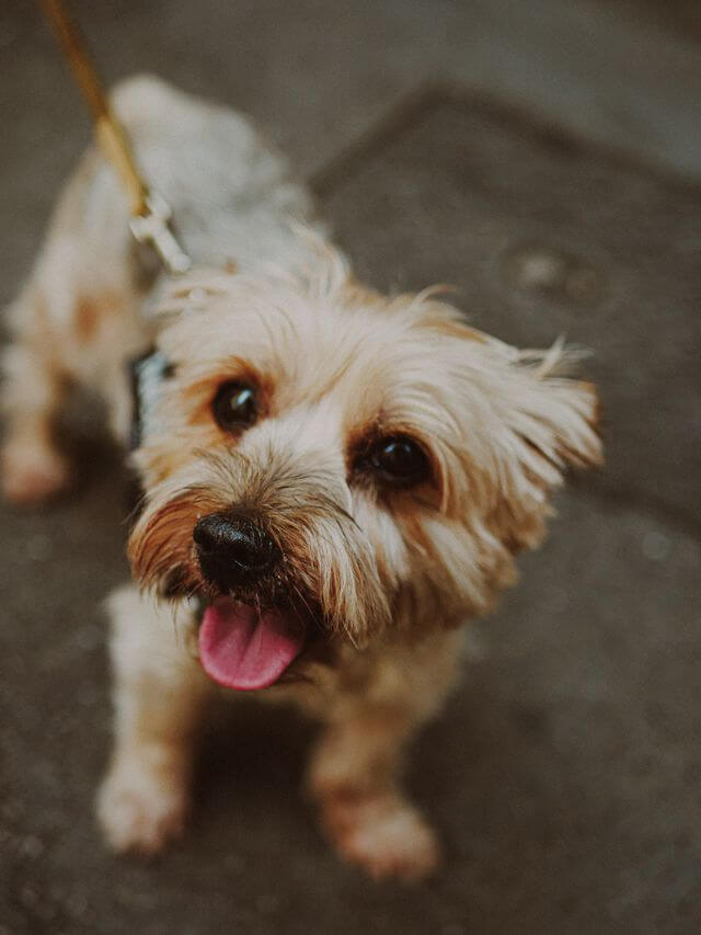Norfolk Terrier close up with leash