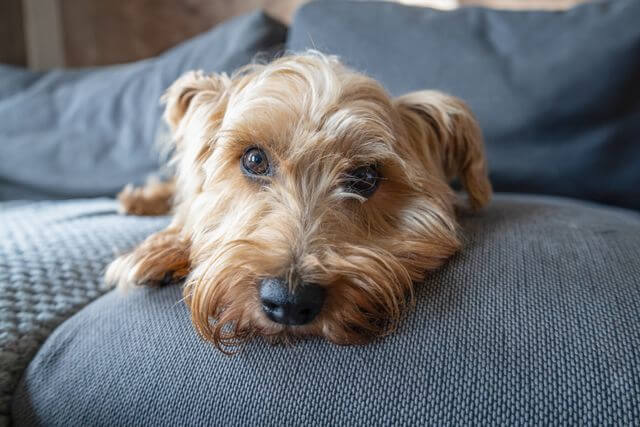 Norfolk Terrier close up