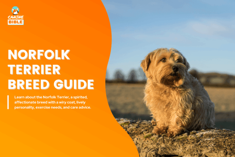 Norfolk Terrier dog
