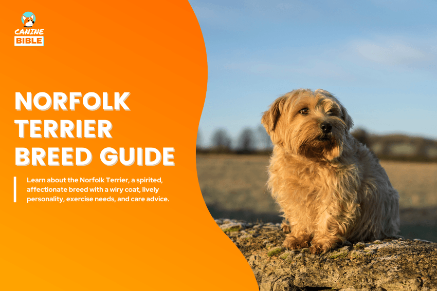 Norfolk Terrier dog