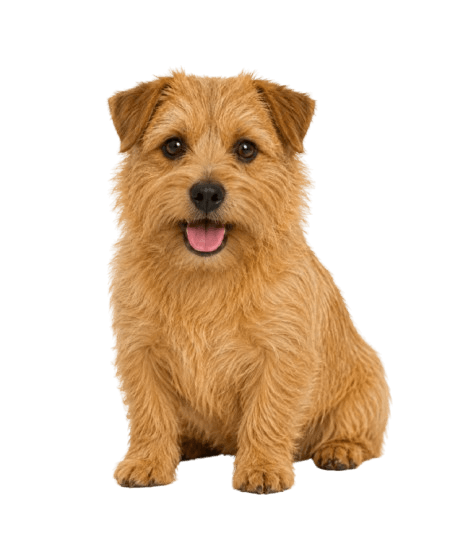 Norfolk Terrier portrait