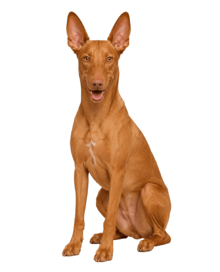 Pharaoh Hound dog