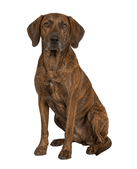 Plott Hound dog