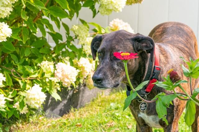 Plott Hound garden