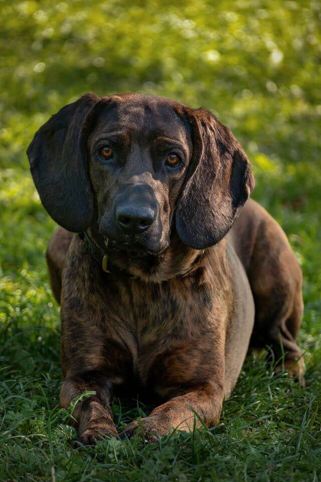 Plott Hound outside