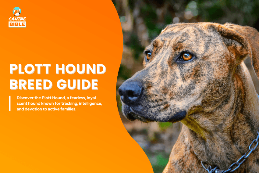 Plott Hound dog