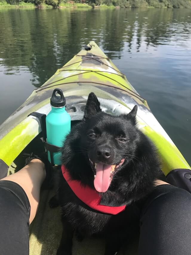 Schipperke boat