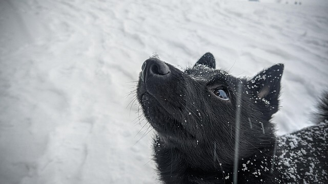 Schipperke close up