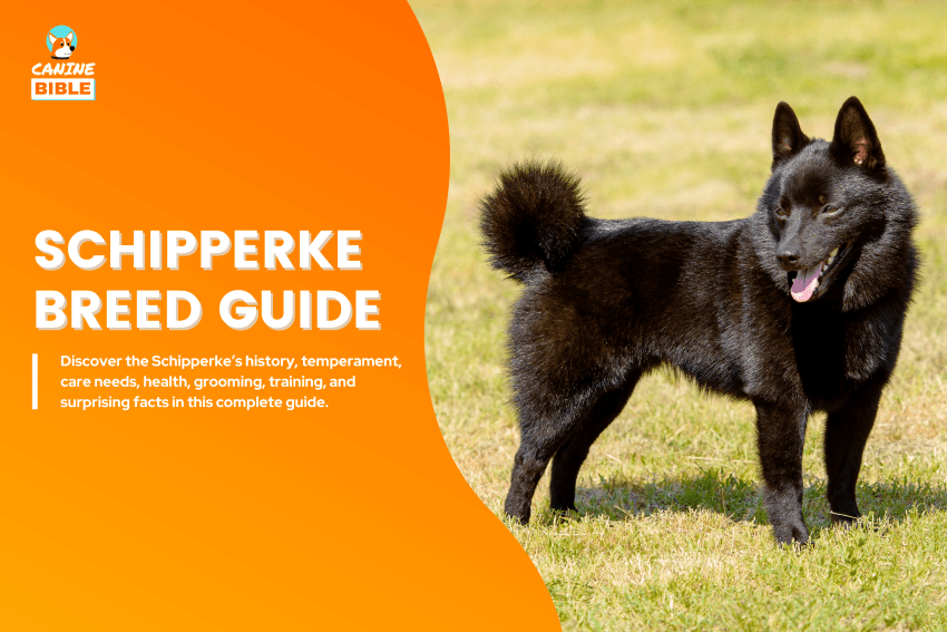 Schipperke dog
