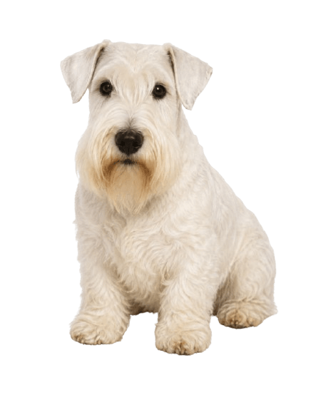 Sealyham Terrier 1