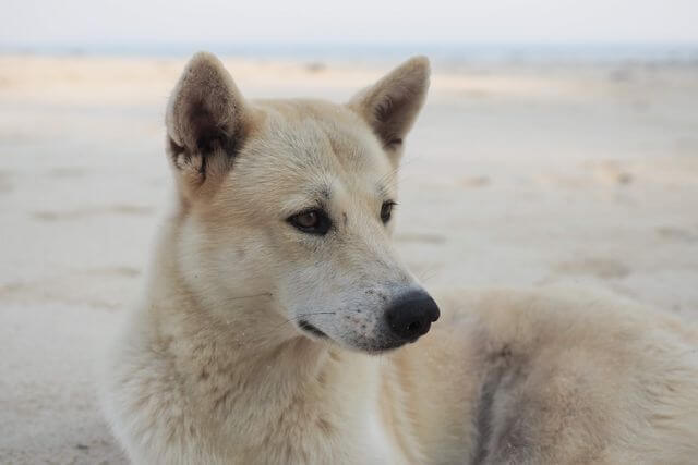 Serene close-up of a Canaan dog resting on a tranquil sandy beach