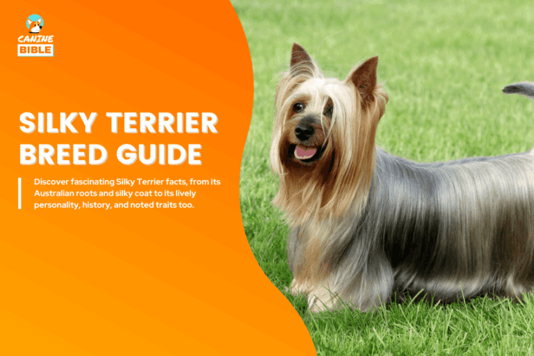 Silky Terrier dog
