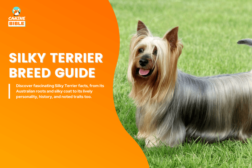 Silky Terrier dog