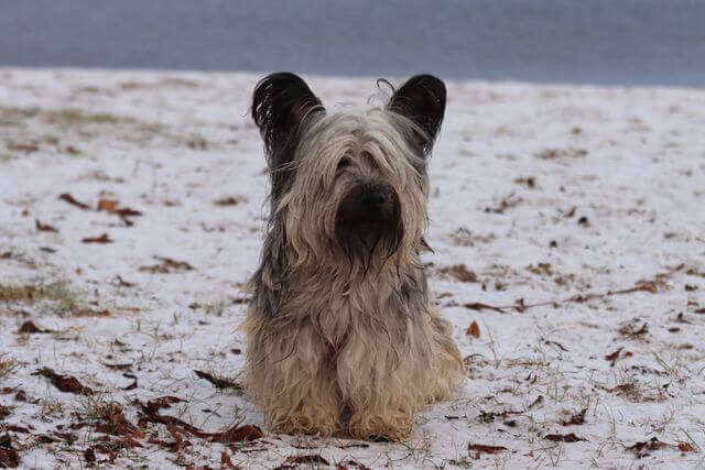 Skye Terrier 2