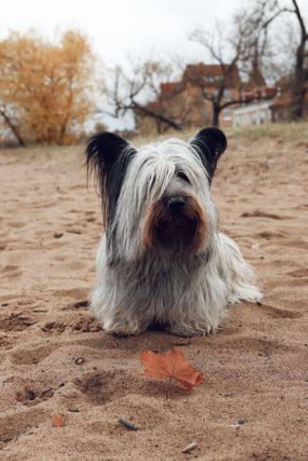 Skye Terrier 3