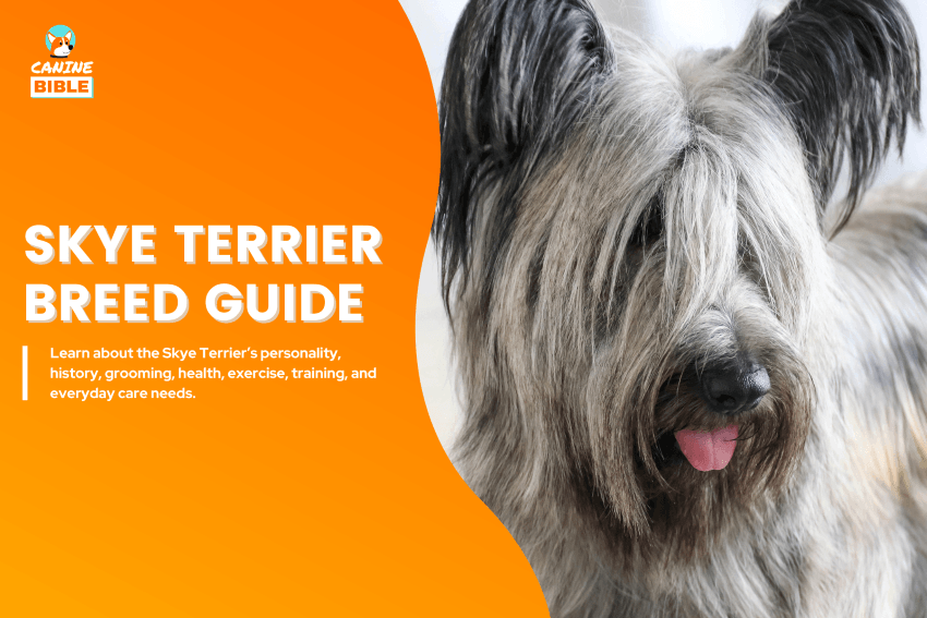 Skye Terrier dog