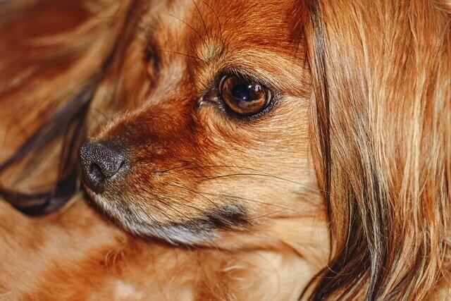 Tibetan Spaniel close up
