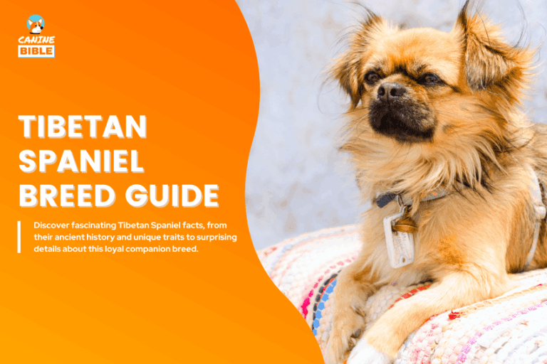 Tibetan Spaniel dog