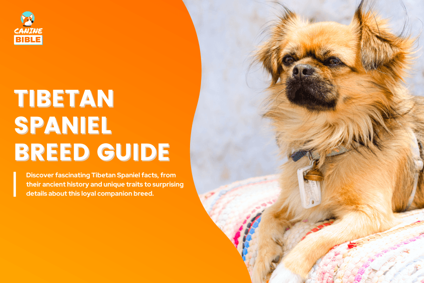 Tibetan Spaniel dog
