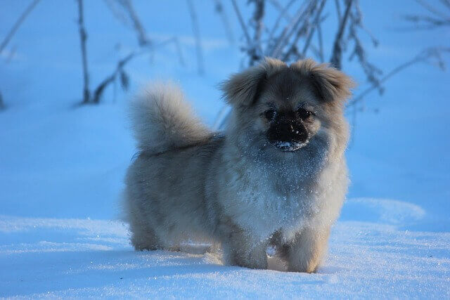 Tibetan Spaniel puppy
