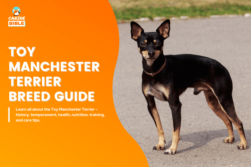 Toy Manchester Terrier dog