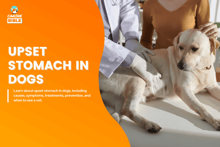 Upset Stomach in Dogs: Symptoms, Types, Causes, Signs & Prevention
