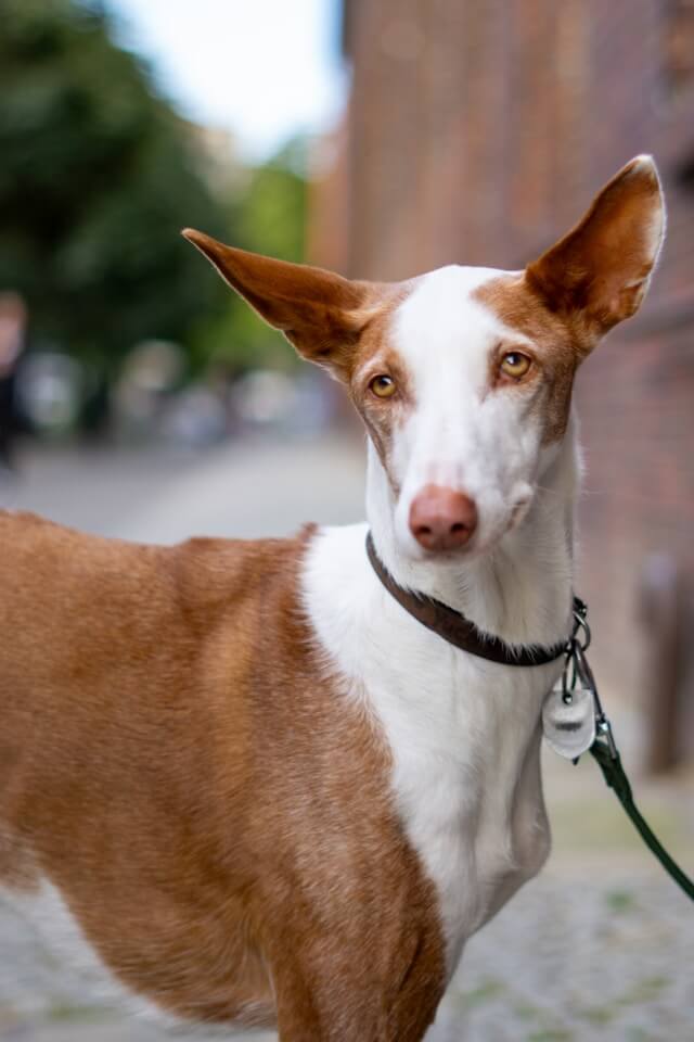 a close up of a Ibizan Hound on a leash