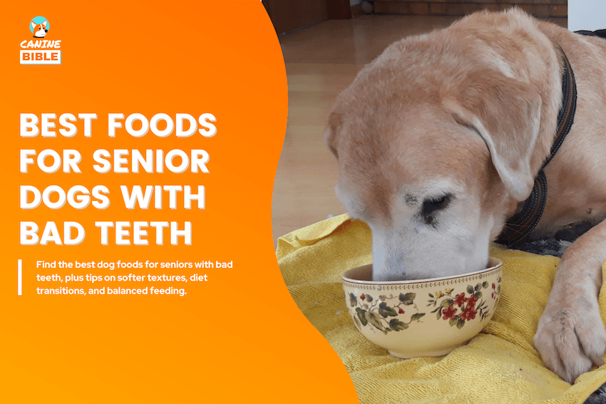 best dog food for senior dogs with bad teeth