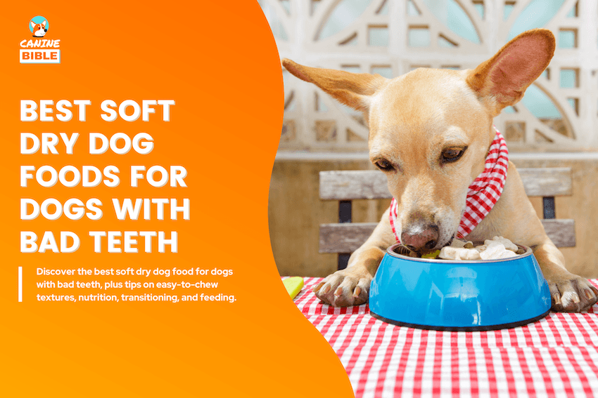 best soft dry dog food for dogs with bad teeth