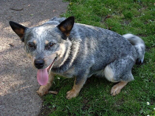 blue heeler 450537 640
