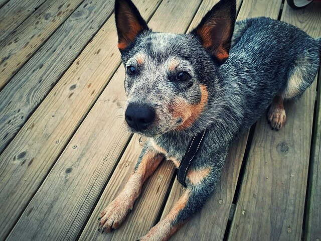 blue heeler 6339286 640