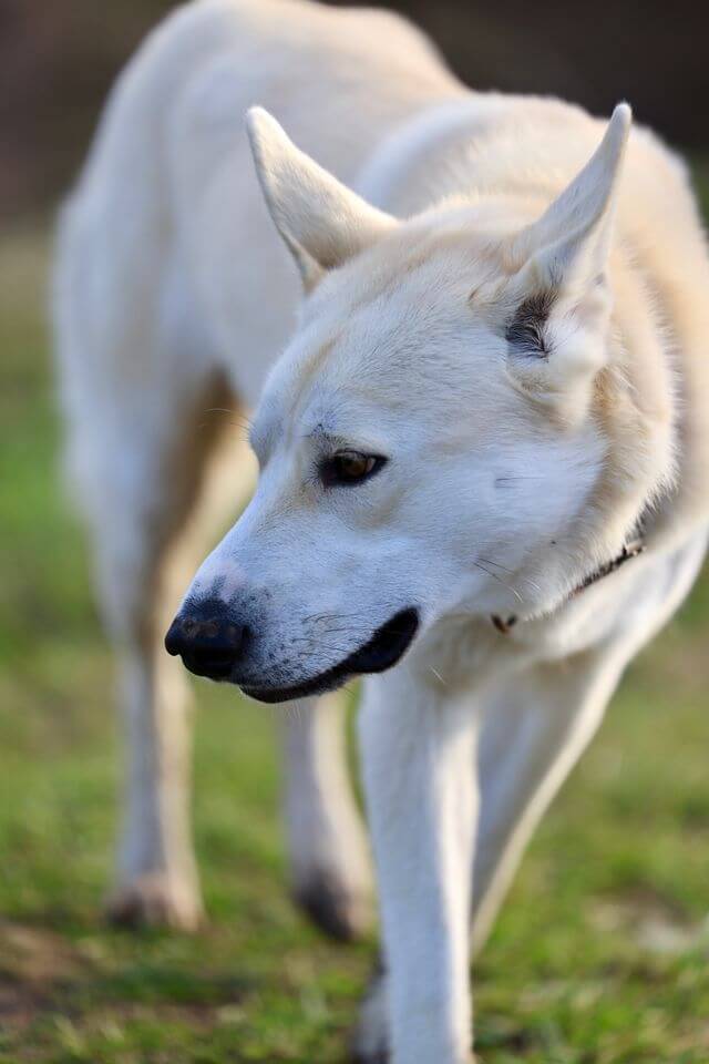 close up shot of a Canaan dog outdoors
