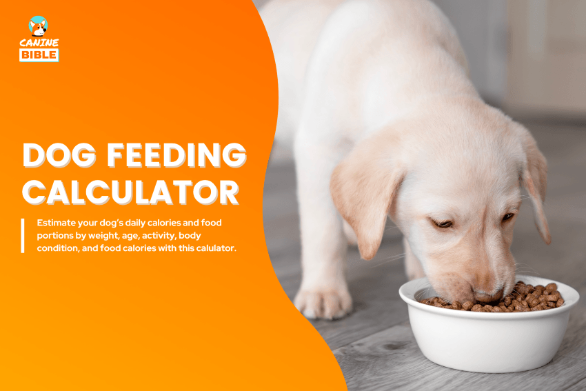 dog-feeding-calculator