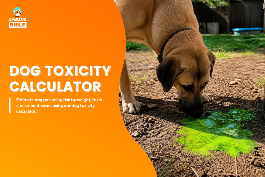 dog-toxicity-calculator