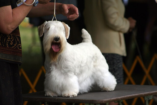 sealyham-terrier-6488366