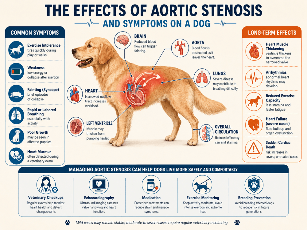symptoms of aortic stenosis in dogs