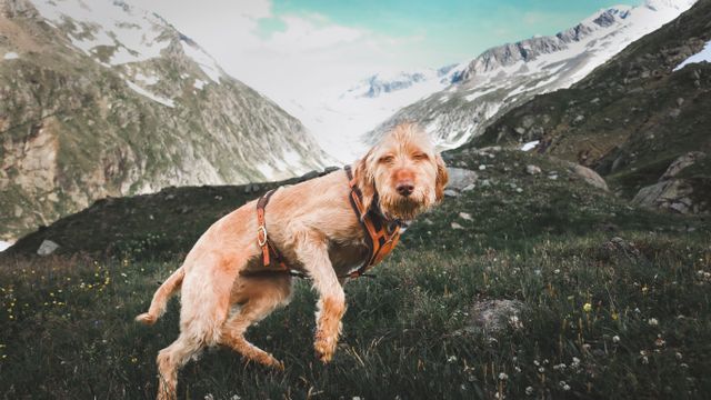 A Spinone Italiano dog energetically plays in a scenic mountain setting. Captured outdoors