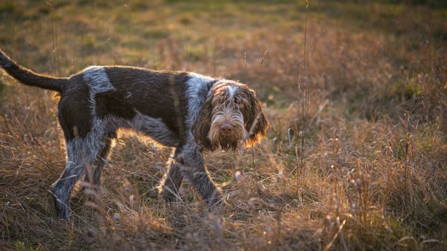 A Spinone Italiano dog exploring a sunlit grass field during the golden hour