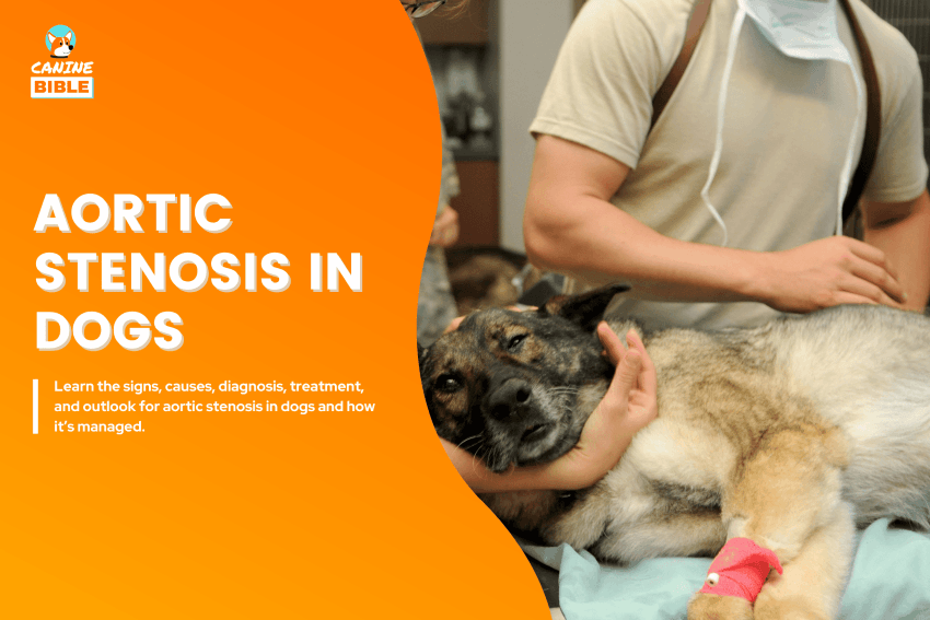 Aortic stenosis in dogs