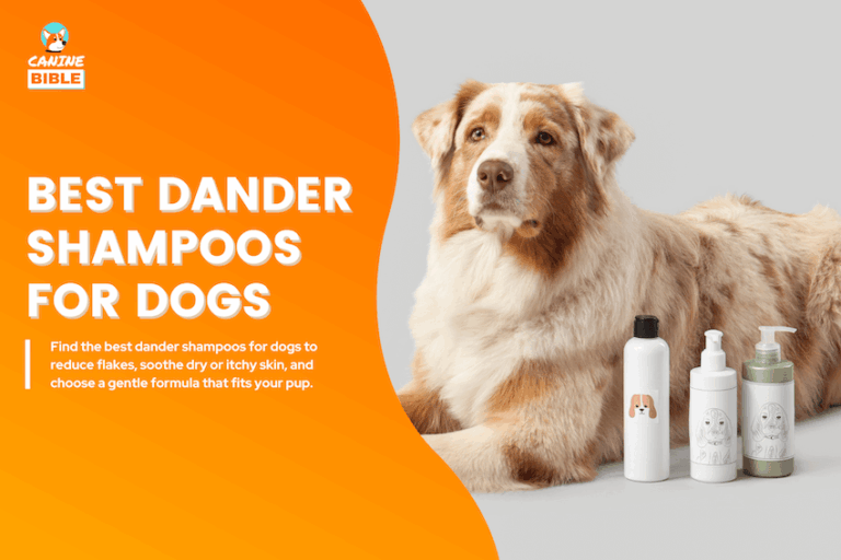 Best Dander Shampoos for Dogs