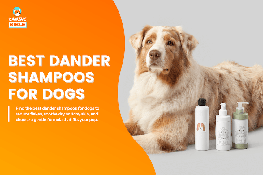 Best Dander Shampoos for Dogs