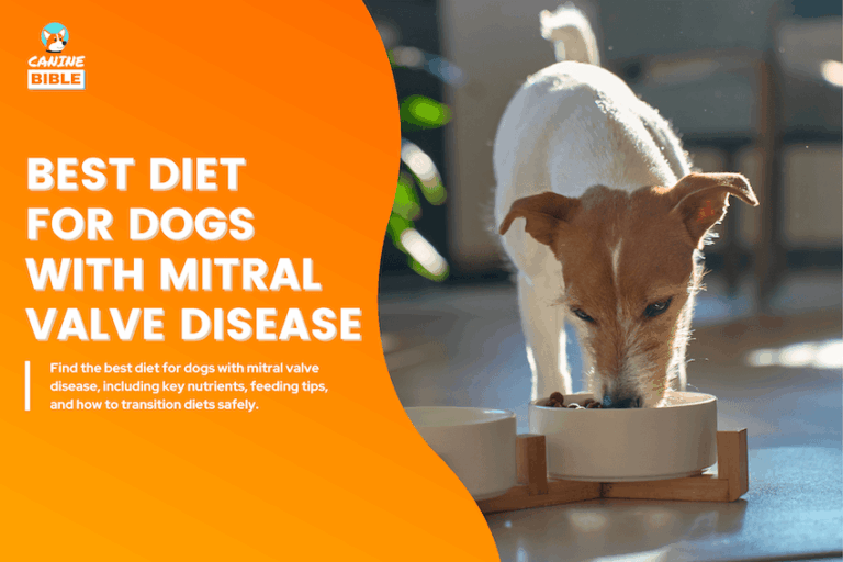 Best Diet for Dogs With Mitral Valve Disease