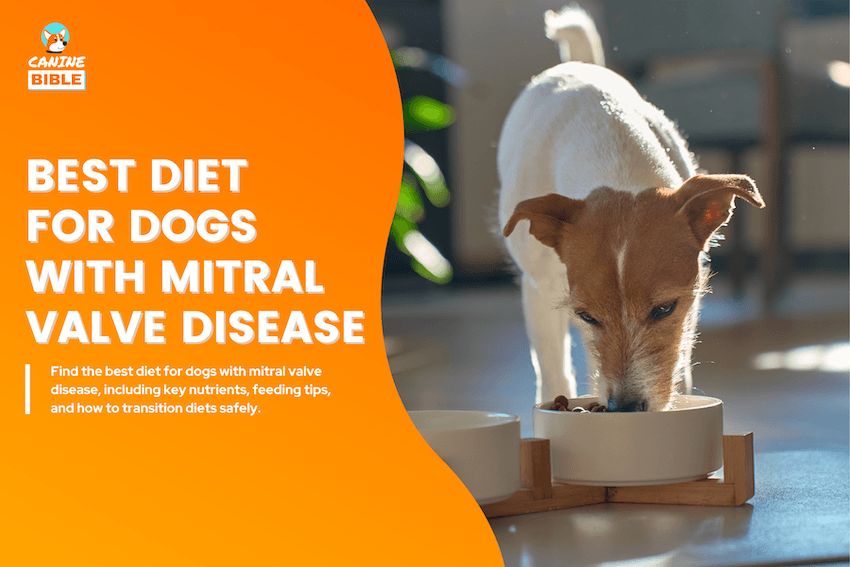 Best Diet for Dogs With Mitral Valve Disease