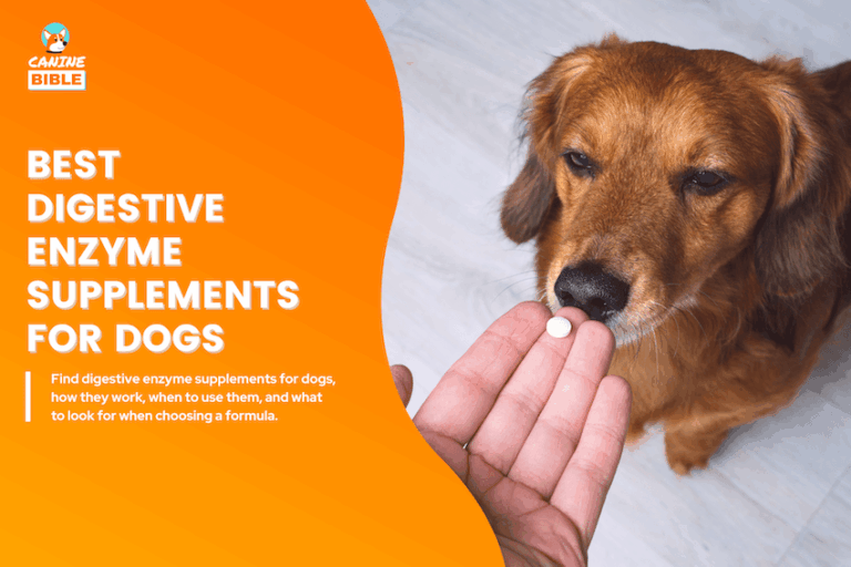 Best Digestive Enzyme Supplements for Dogs
