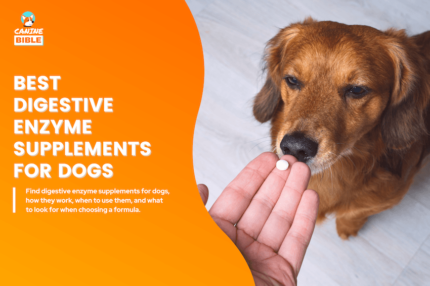 Best Digestive Enzyme Supplements for Dogs