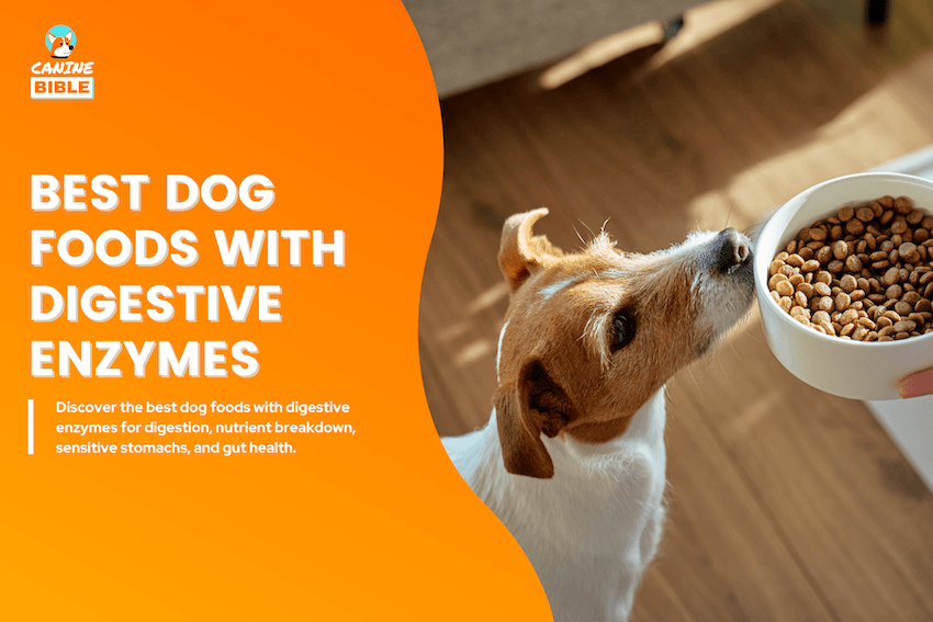 Best Dog Foods With Digestive Enzymes