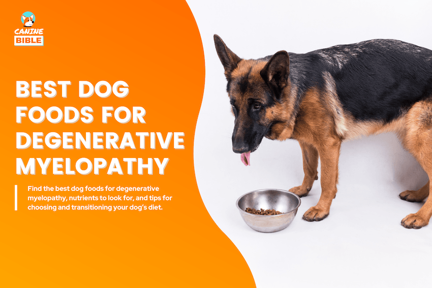 Best Dog Foods for Degenerative Myelopathy