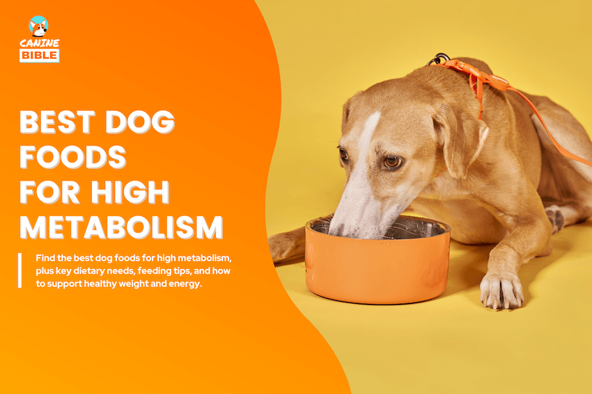 Best Dog Foods for High Metabolism
